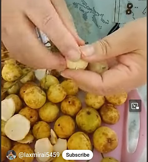 close up of kusum plants, image source https://youtube.com/shorts/oo1_BXxKcOY?feature=shared