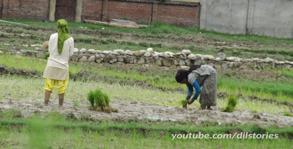 Two nepali women, one in yellow pants, harvest rice at the roadside