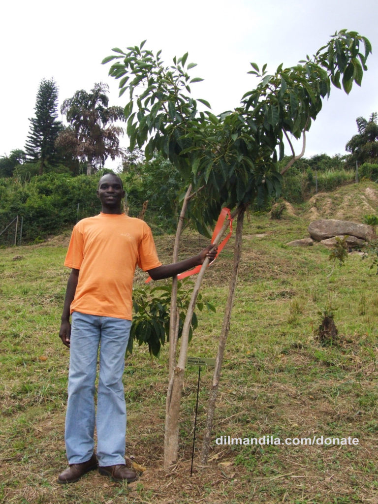 Maisha garden tree planting