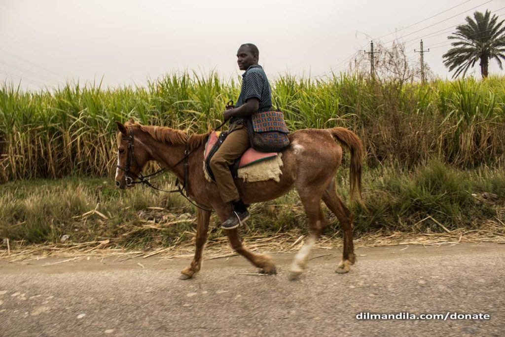 A riding a horse in a village of Luxor's West Bank, tall grass in the background