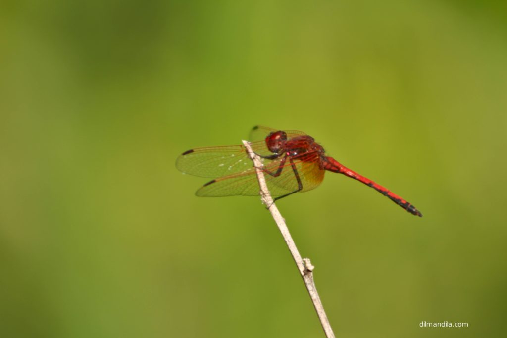 Dragonfly, red in color, rests on a thin branch, Amuru Hot Springs, Amuru district, Gulu, Uganda