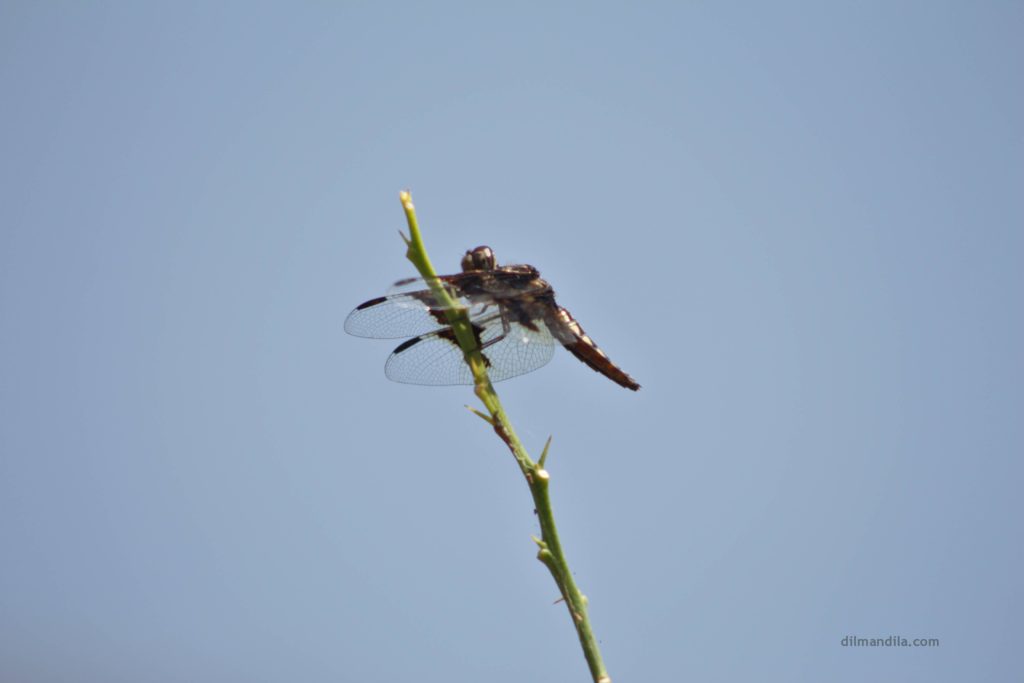 Dragonfly, black in color, with batman wings, rests on a thin branch, in Gulu, Uganda