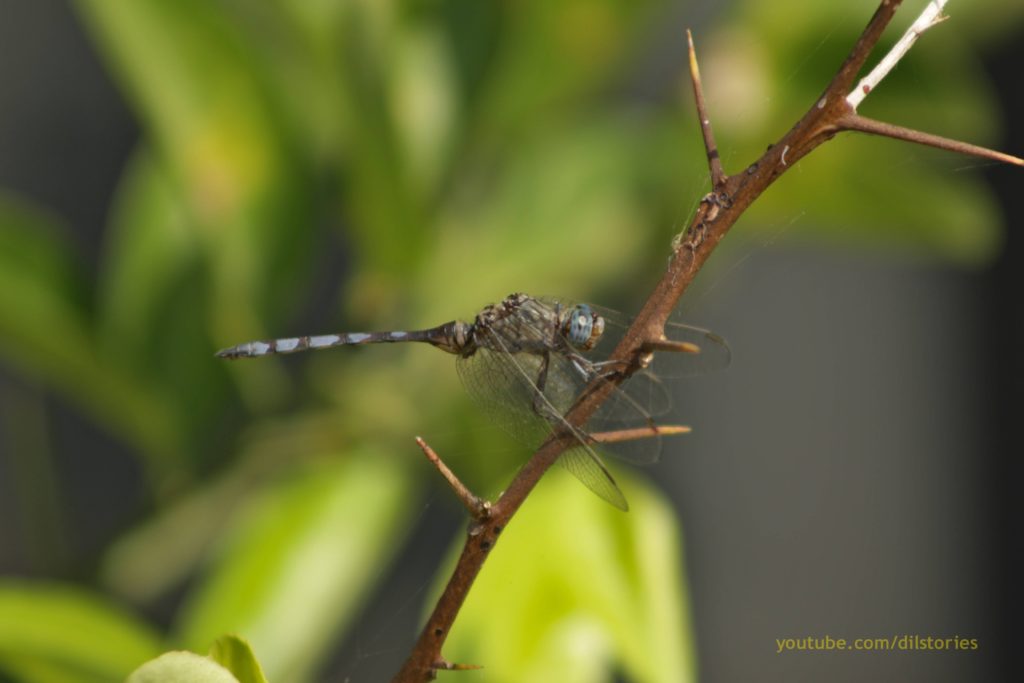 Dragonfly rests on a thin branch, in Gulu, Uganda