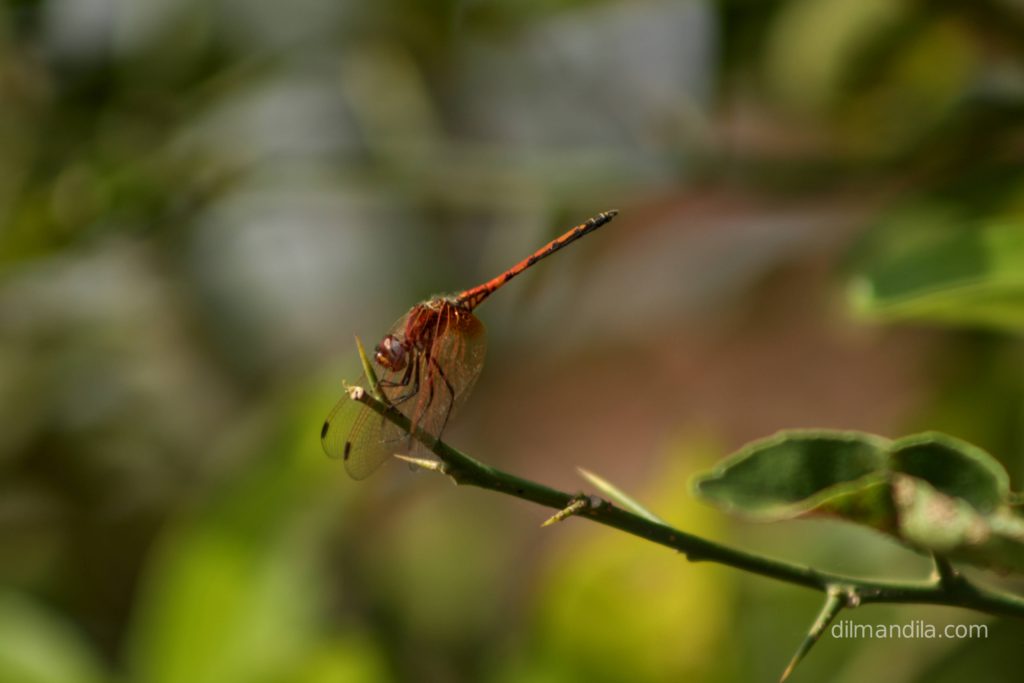 Dragonfly rests on a thin branch, Dragonflies in Gulu, Uganda