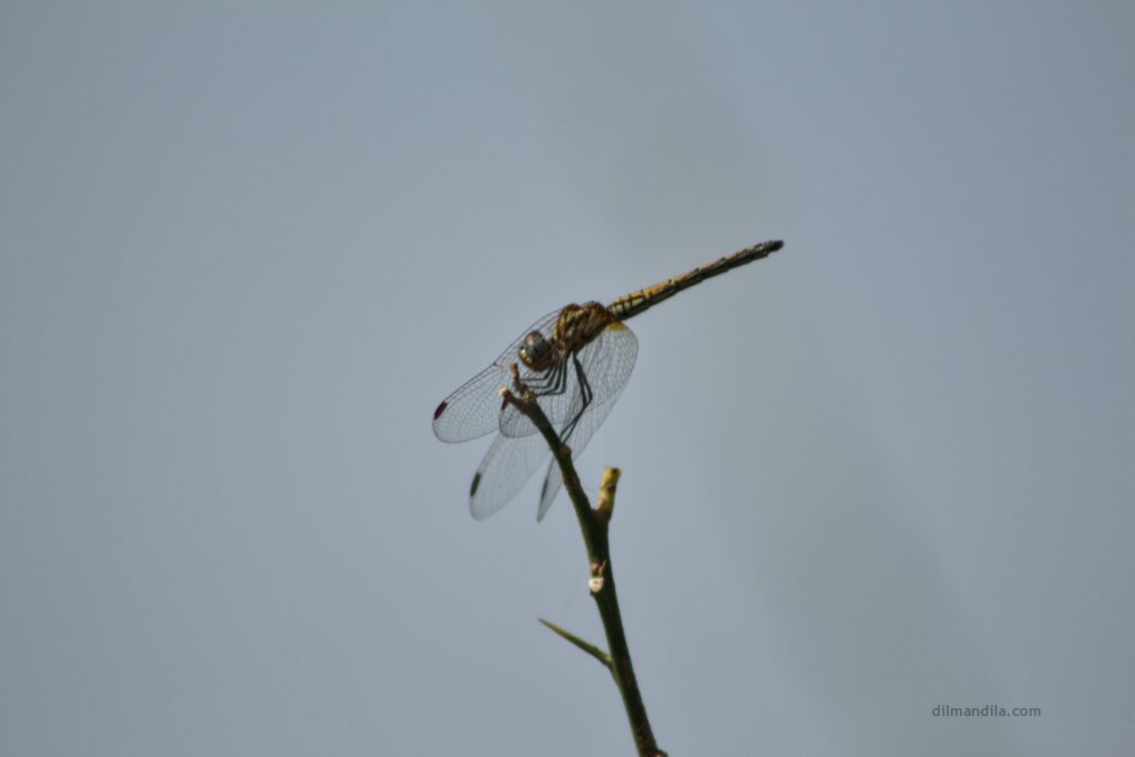 Dragonfly rests on a thin branch, Dragonflies in Gulu, Uganda