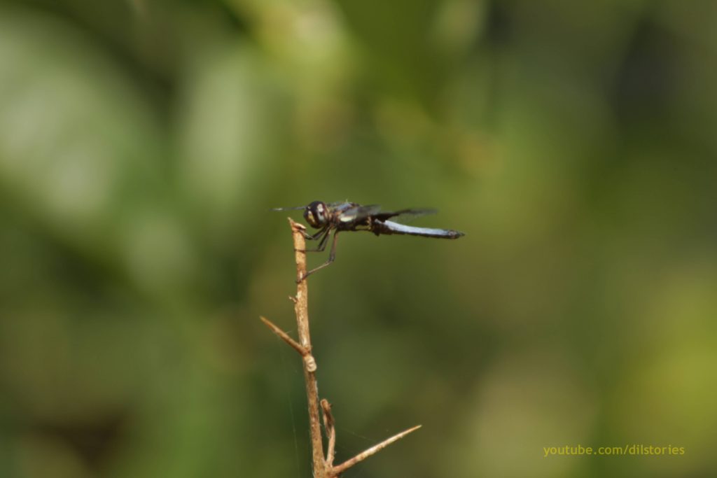Dragonfly rests on a thin branch, Dragonflies in Gulu, Uganda