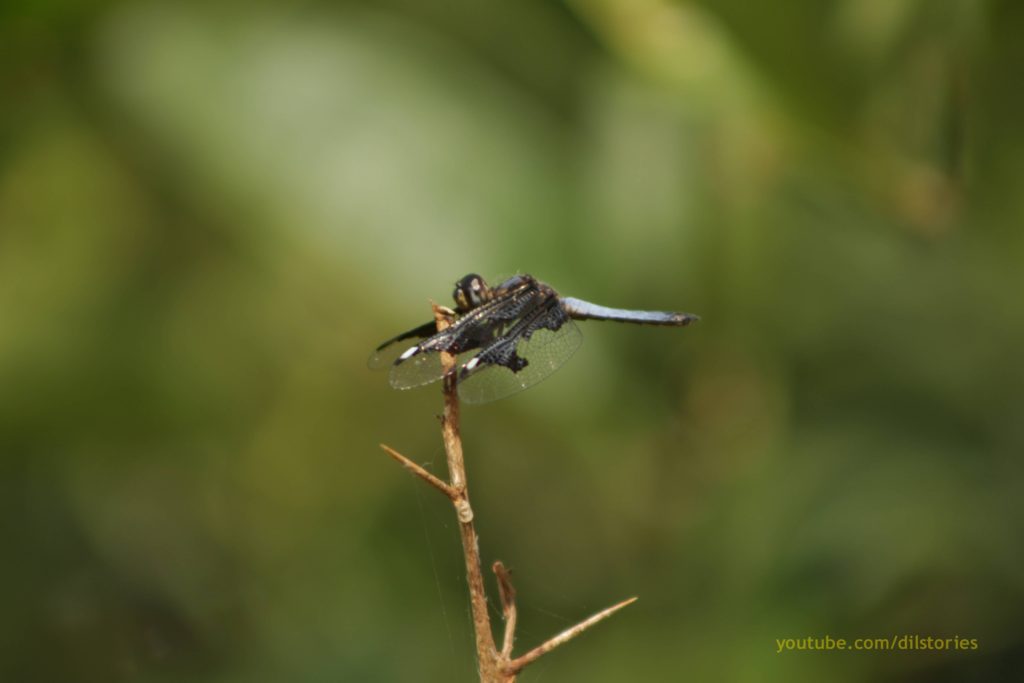 Dragonfly rests on a thin branch, Dragonflies in Gulu, Uganda
