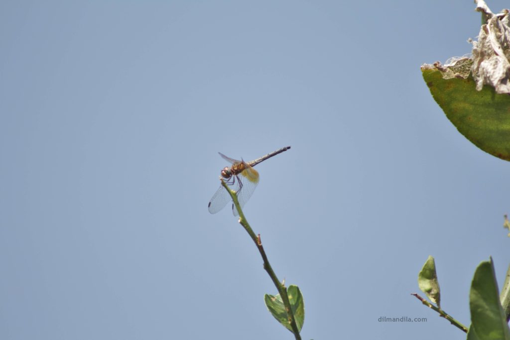 Dragonfly rests on a thin branch, in Gulu, Uganda