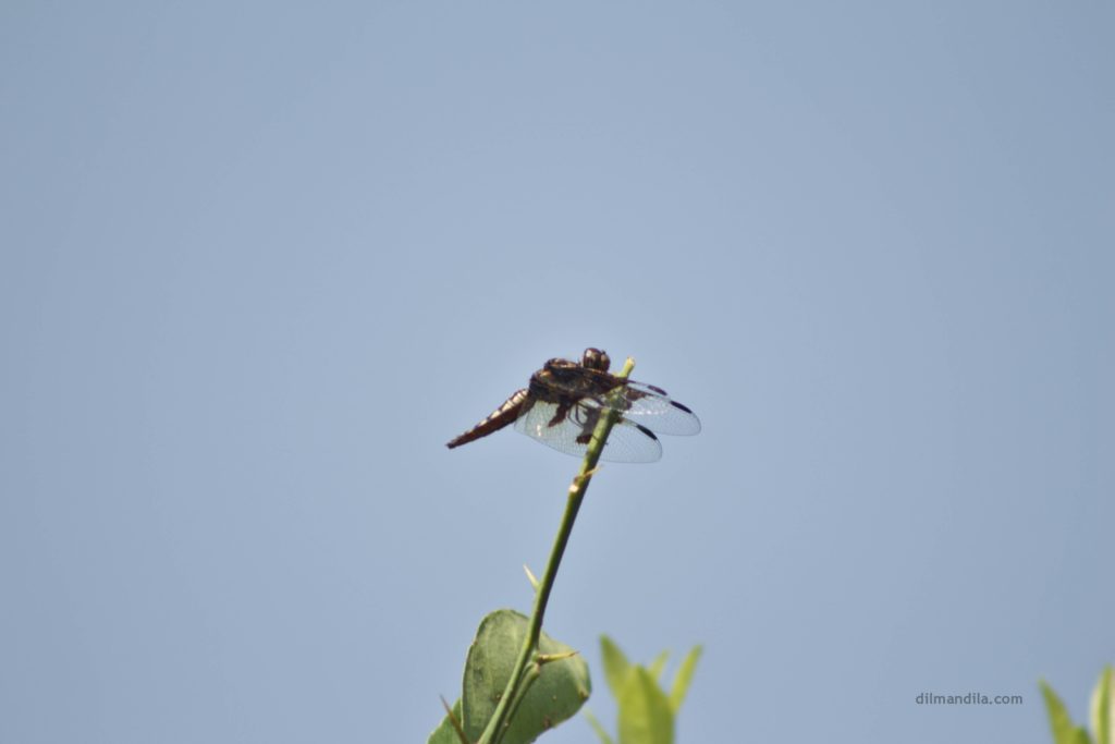 Dragonfly rests on a thin branch, in Gulu, Uganda