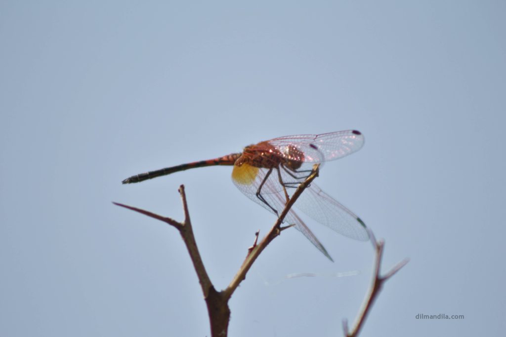 Dragonfly, red in color, rests on a thin branch, in Gulu, Uganda, sky in the background